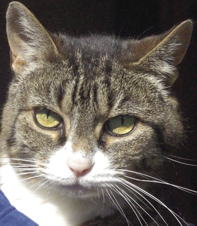Pets of the Week: Loki